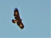 19 Aquila reale colta  in volo in cielo...molto in alto